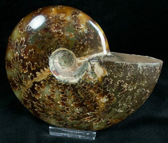Cleoniceras Ammonite Fossil - Madagascar #7352